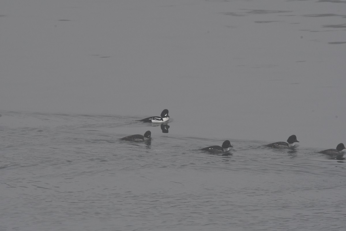 Barrow's Goldeneye - ML614178153