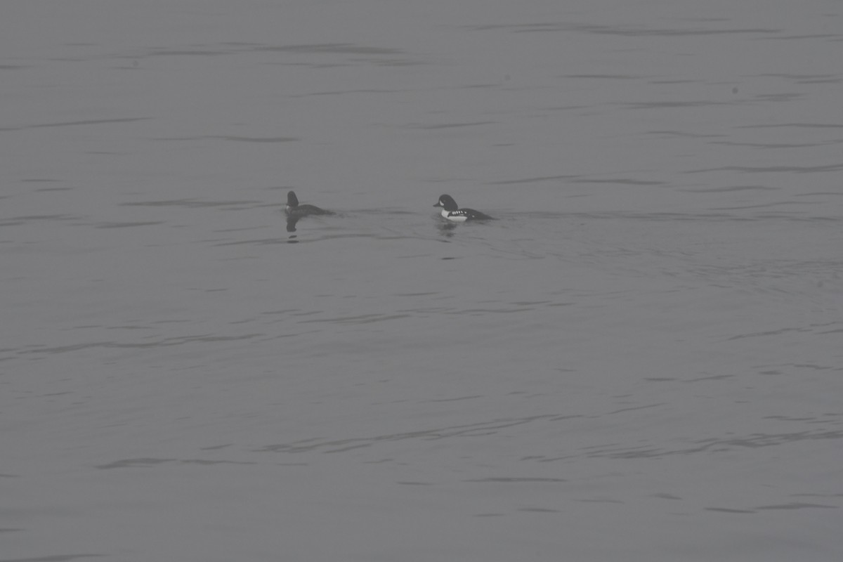 Barrow's Goldeneye - ML614178154