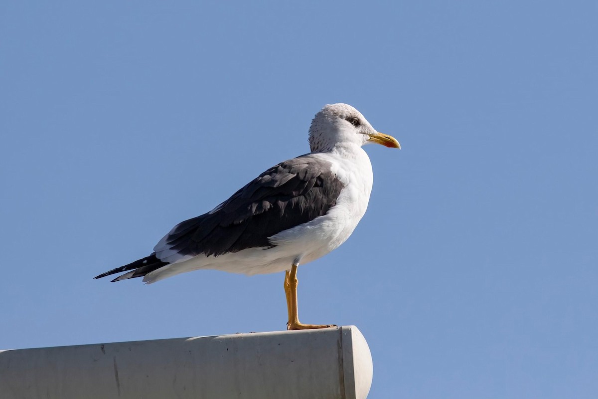 Lesser Black-backed Gull - ML614178165