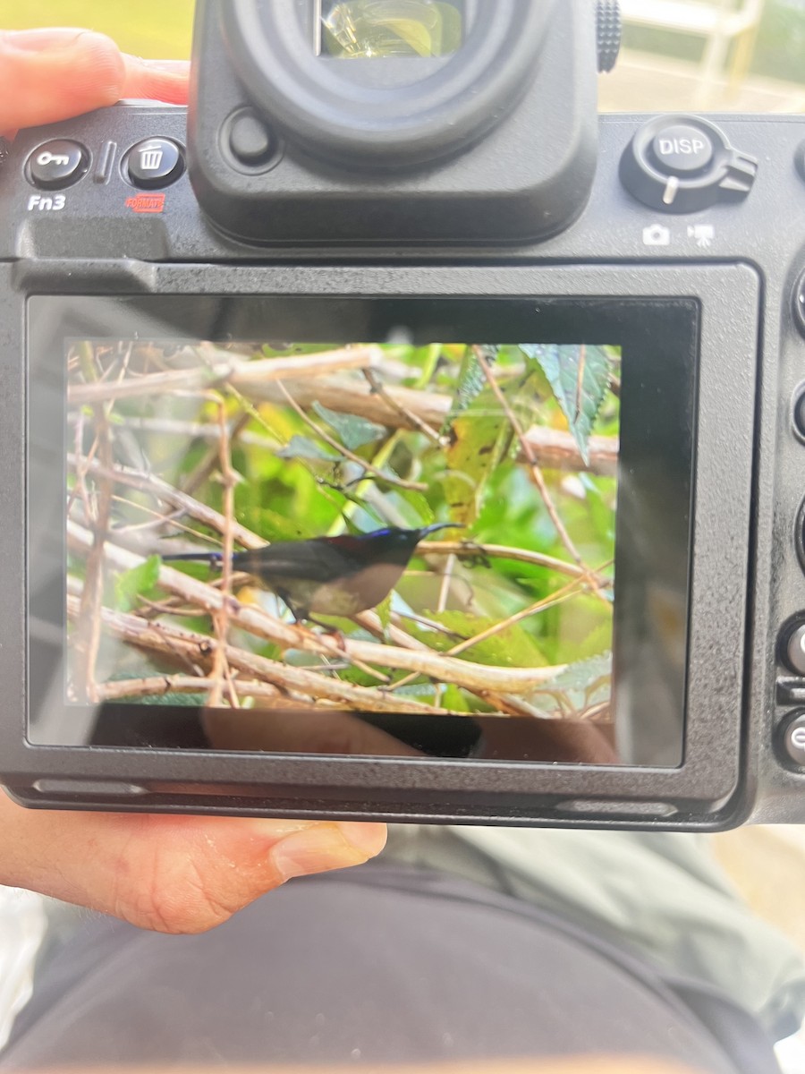 Black-throated Sunbird - ML614178223