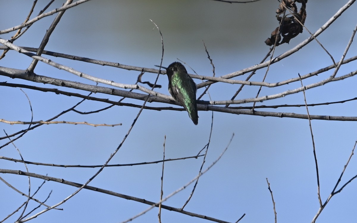 Anna's Hummingbird - ML614178237