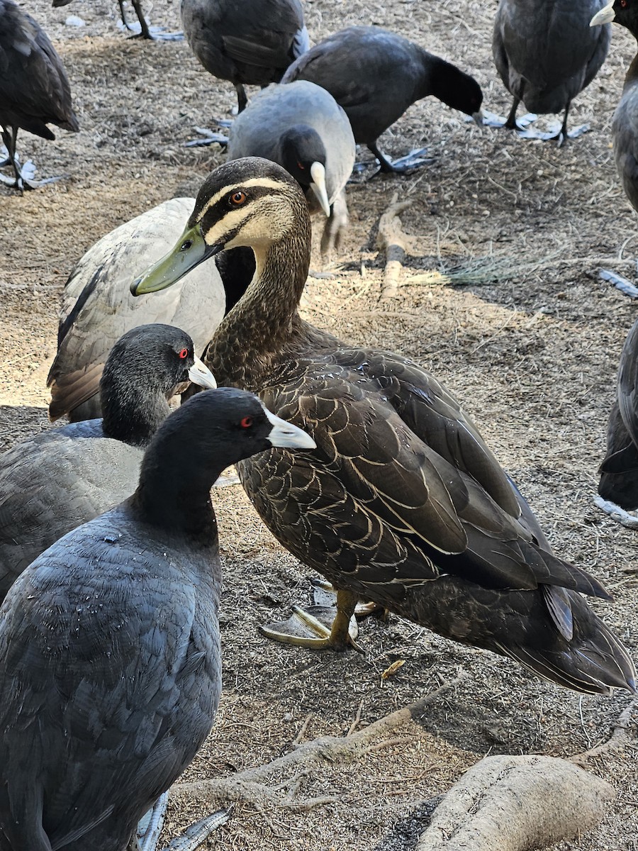 Pacific Black Duck - Michael Nikulin