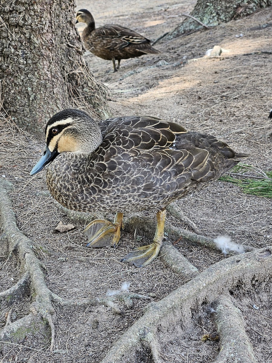 Pacific Black Duck - Michael Nikulin