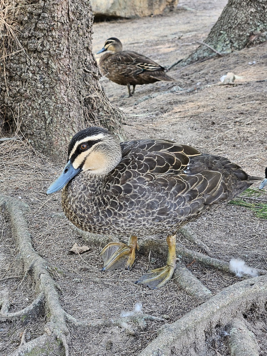 Pacific Black Duck - ML614178242