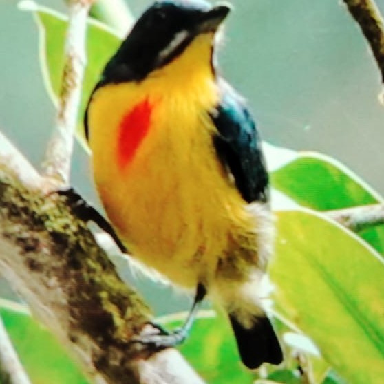 Crimson-breasted Flowerpecker - ML614178245