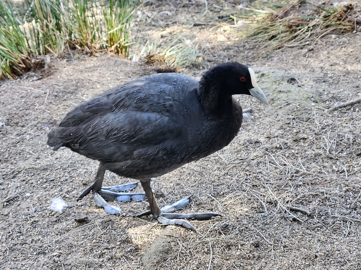 Eurasian Coot - ML614178251