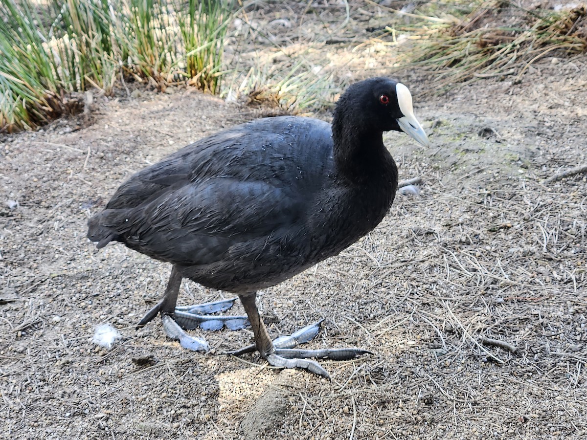 Eurasian Coot - Michael Nikulin