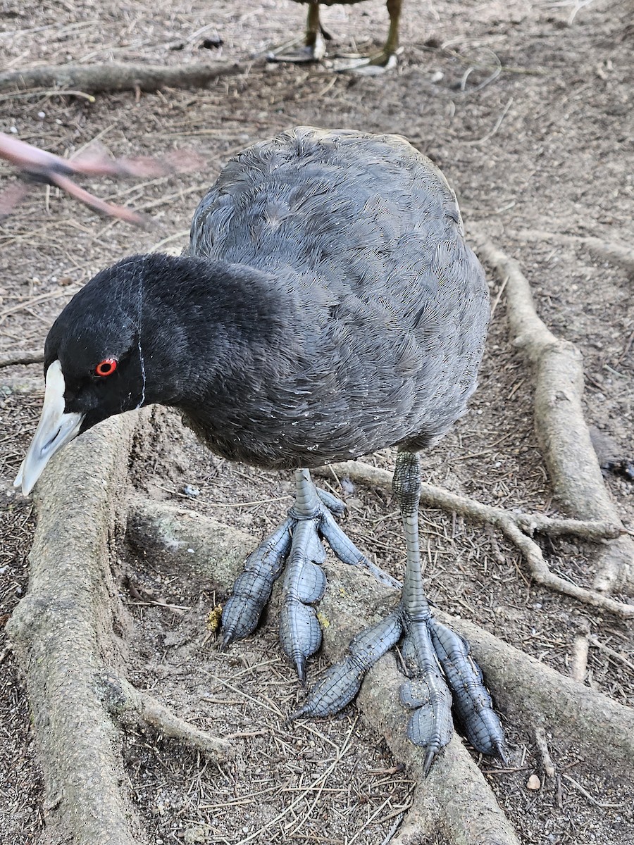 Eurasian Coot - ML614178258