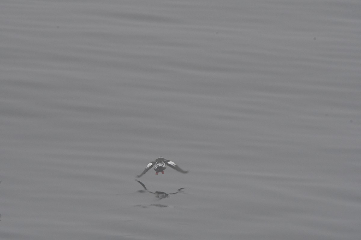 Pigeon Guillemot - ML614178315