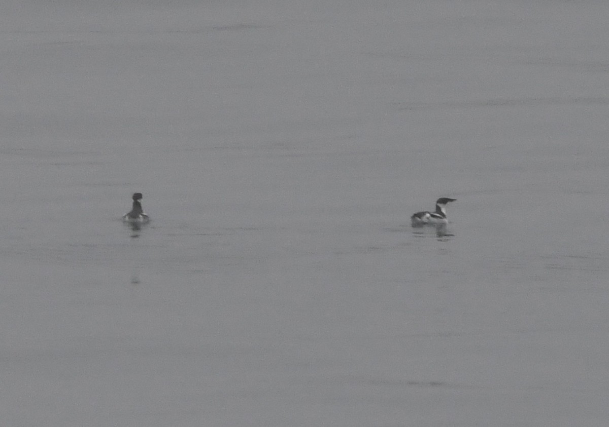 Marbled Murrelet - ML614178319