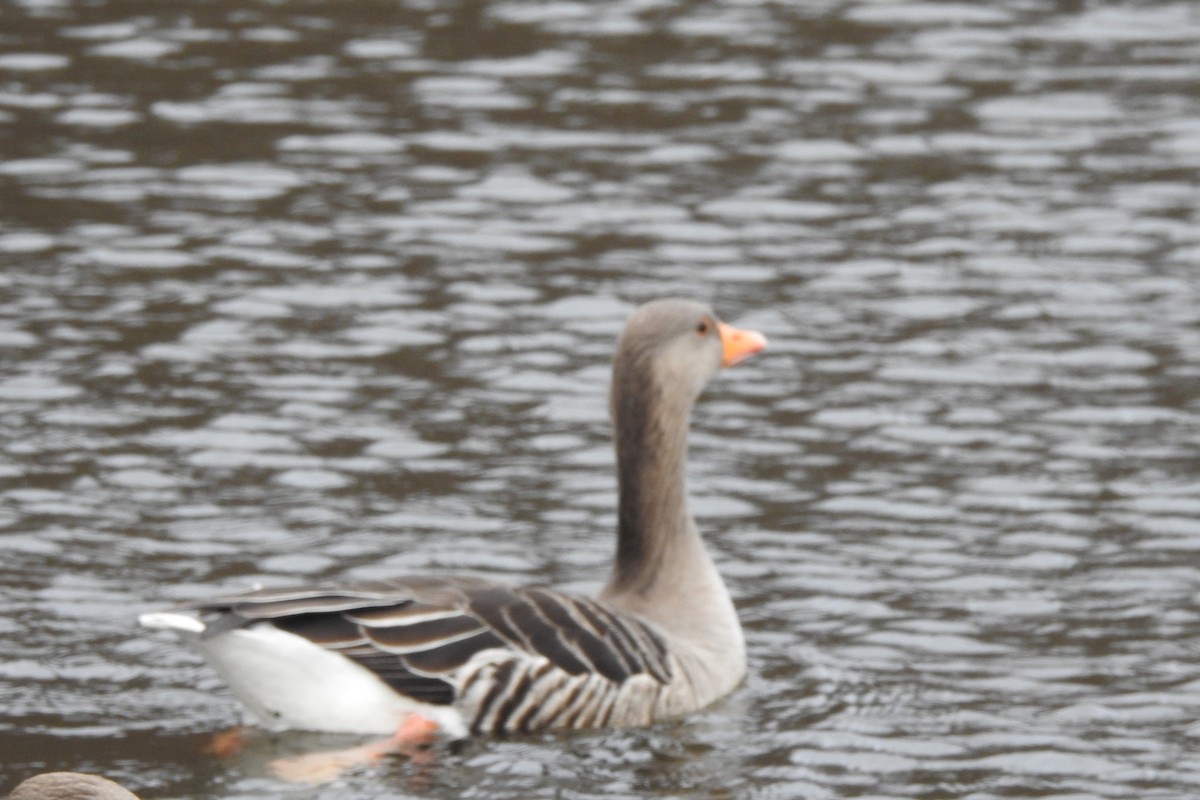 Graylag Goose - ML614178326