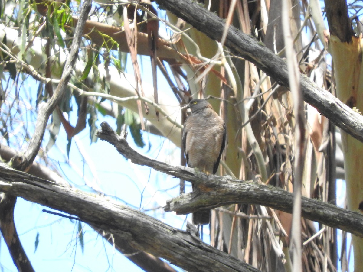 Collared Sparrowhawk - ML614178385
