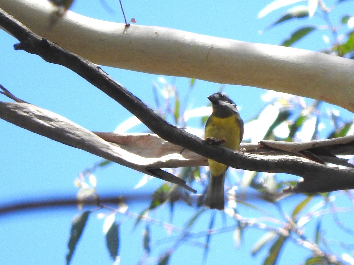 Eastern Shrike-tit - ML614178569