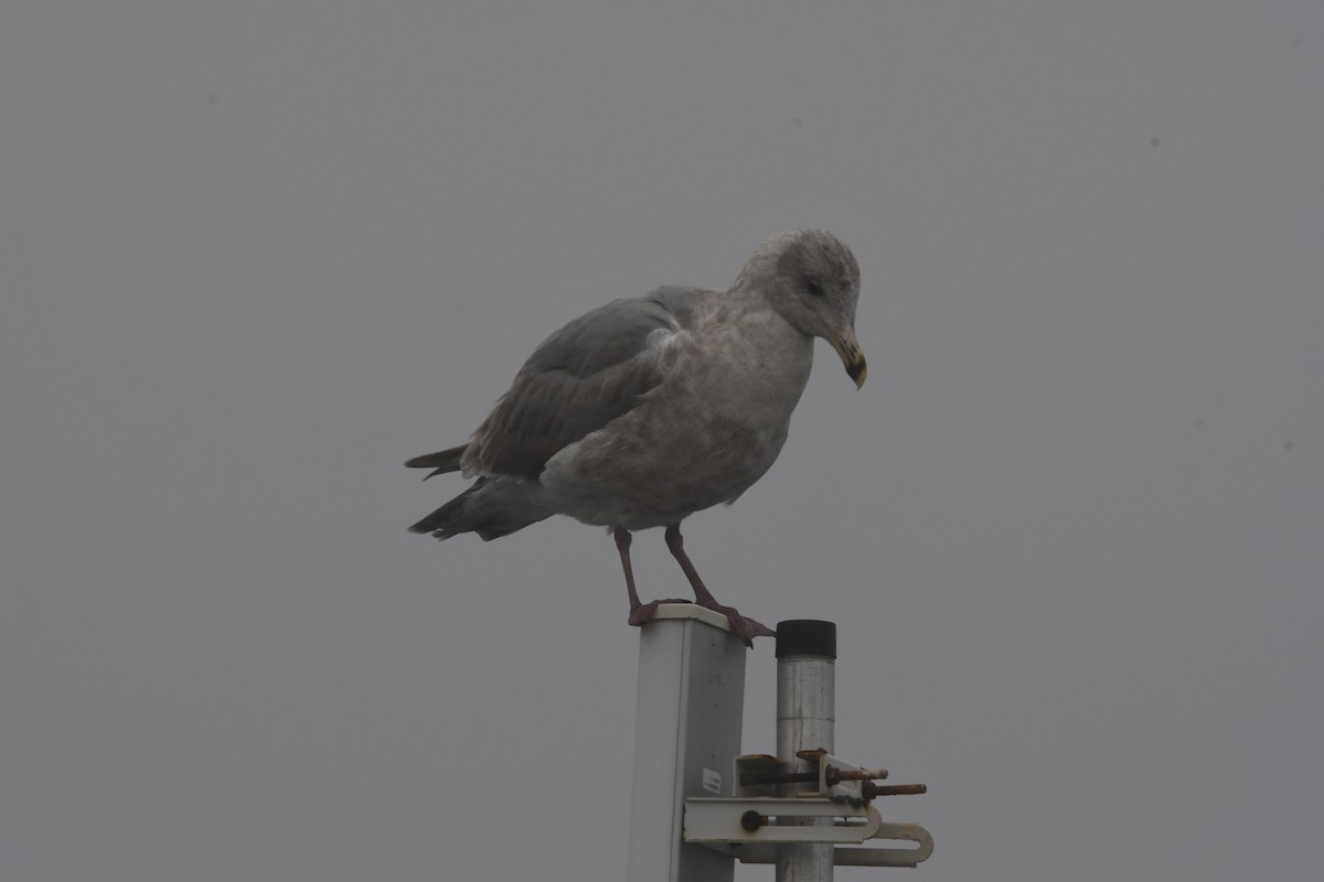 Western x Glaucous-winged Gull (hybrid) - ML614178599