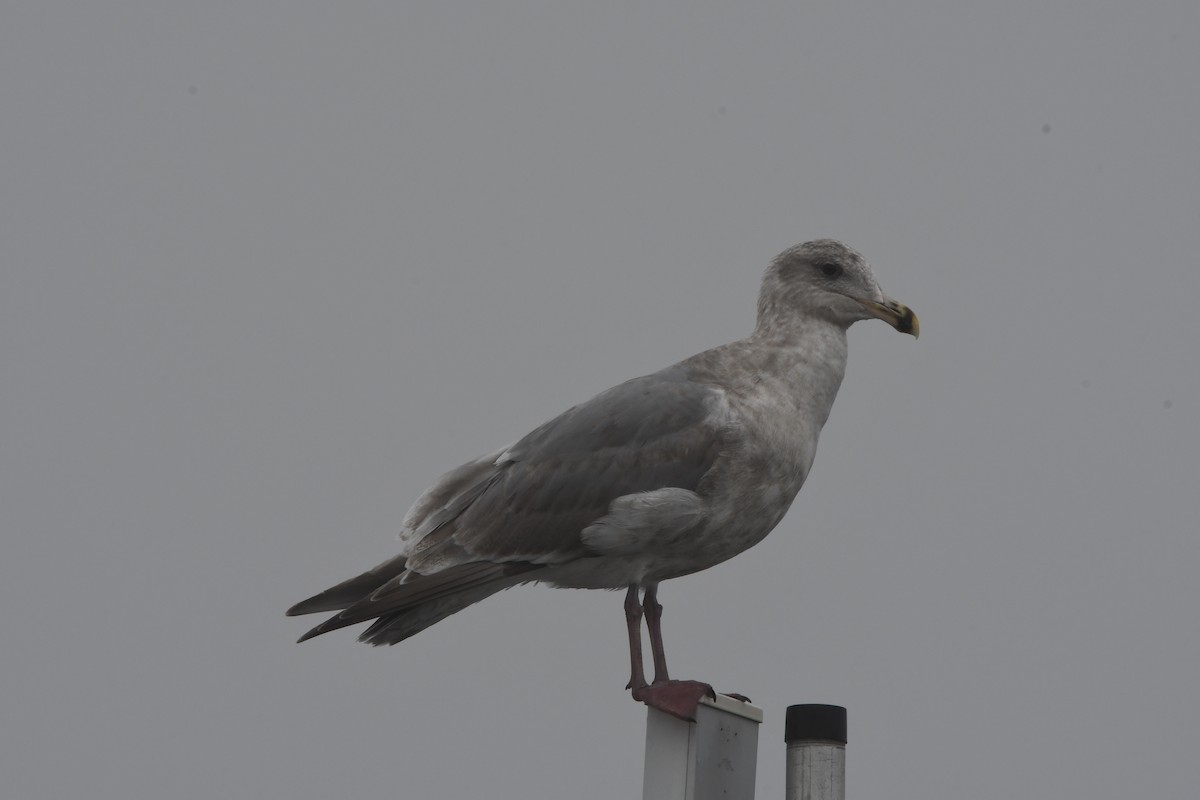 Hybride Goéland d'Audubon x G. à ailes grises - ML614178601