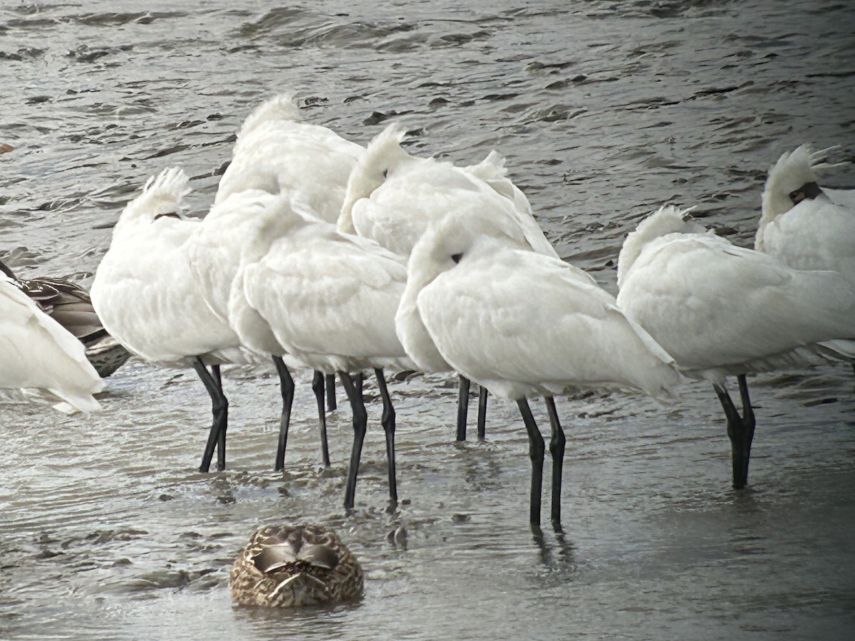 Black-faced Spoonbill - ML614178608