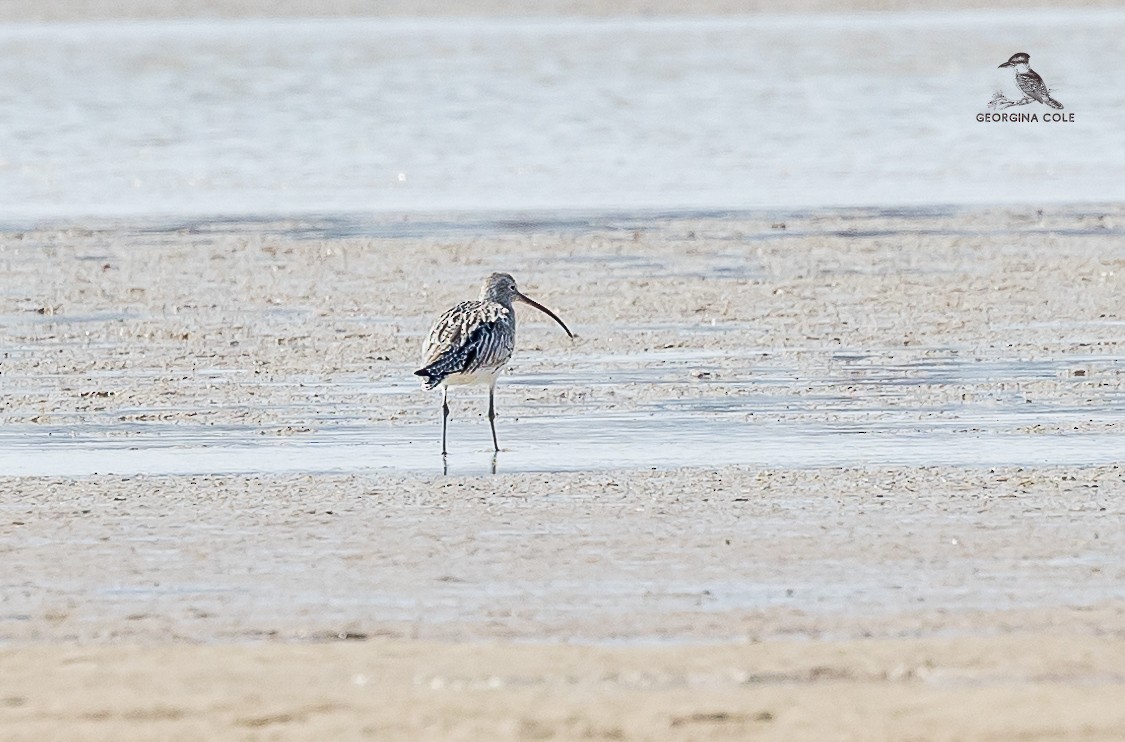 Eurasian Curlew - ML614178621