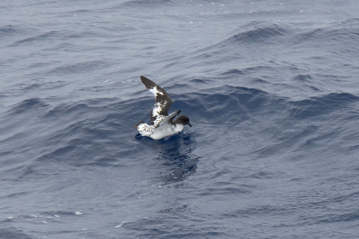 Cape Petrel - ML614178637