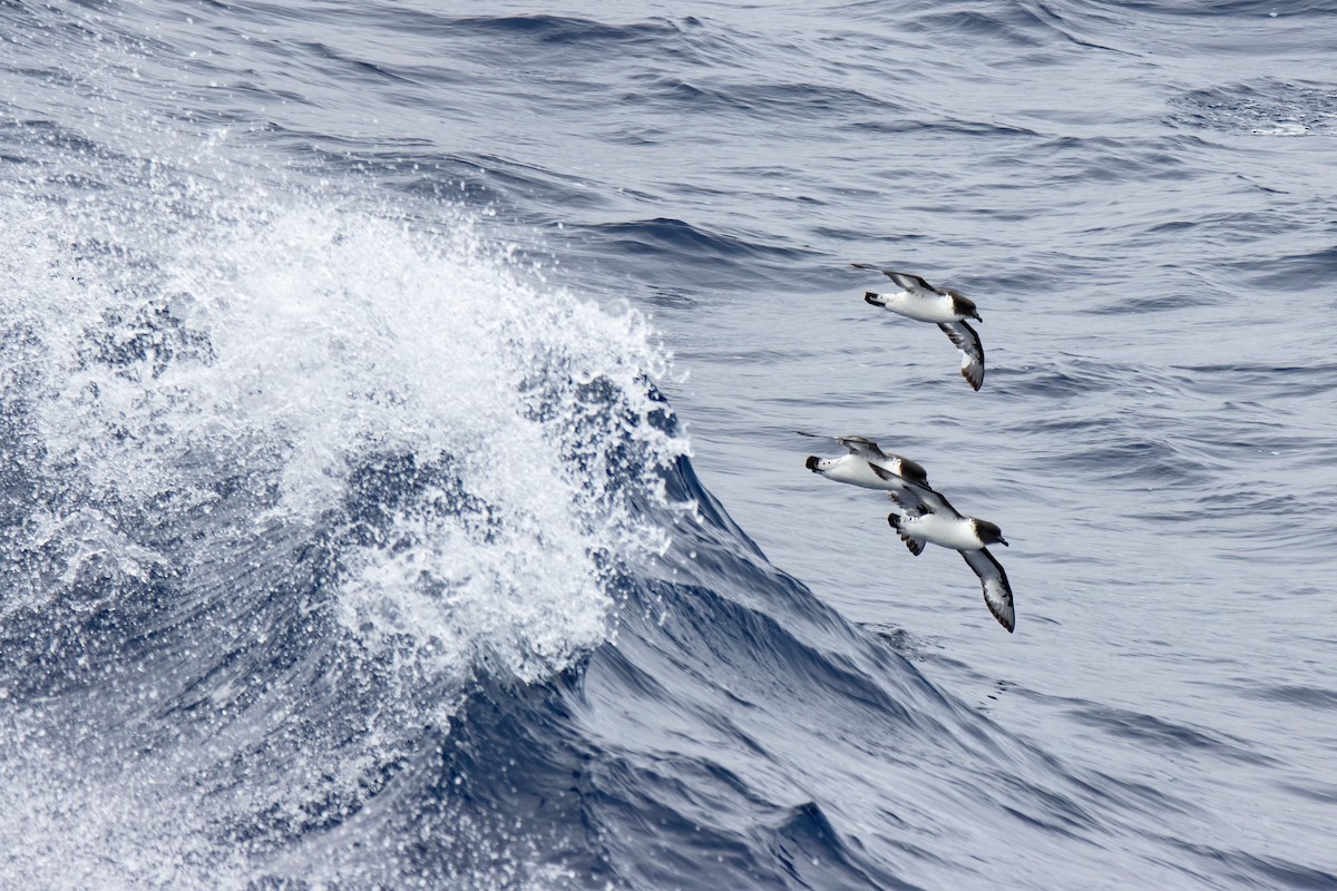 Cape Petrel - Janet Stevens