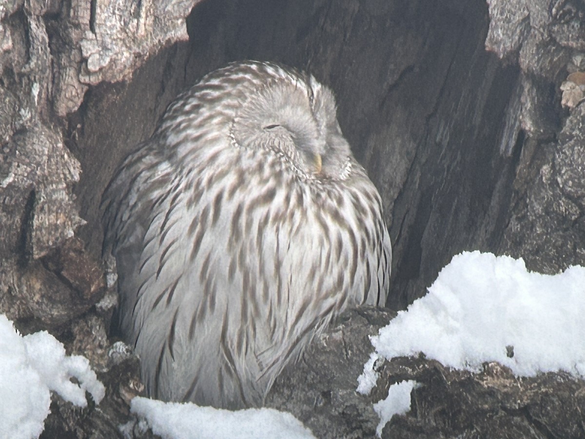 Ural Owl - ML614178658