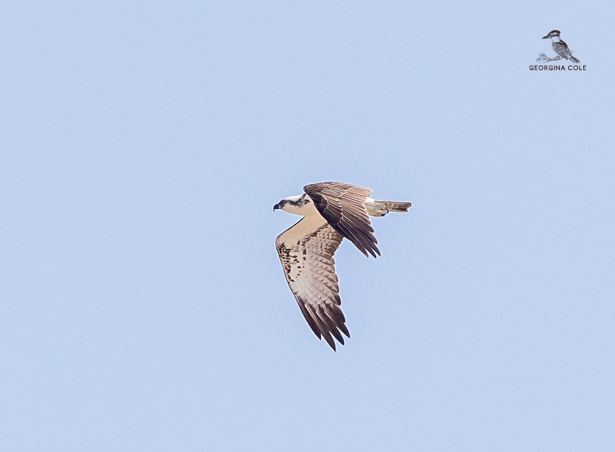 Águila Pescadora - ML614178663