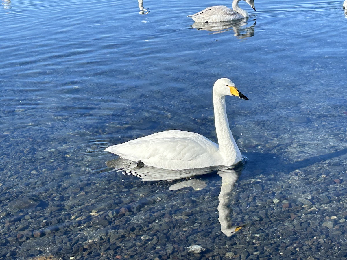 Whooper Swan - ML614178679