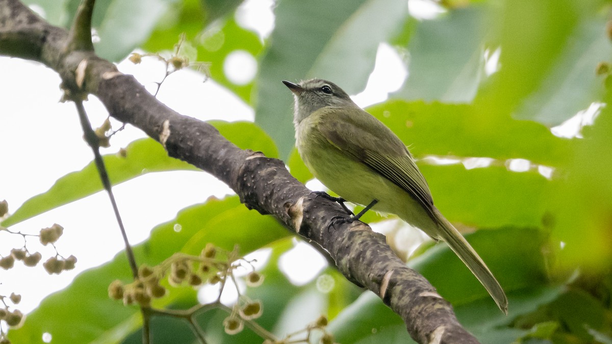 Greenish Elaenia (West Mexico) - ML614178718