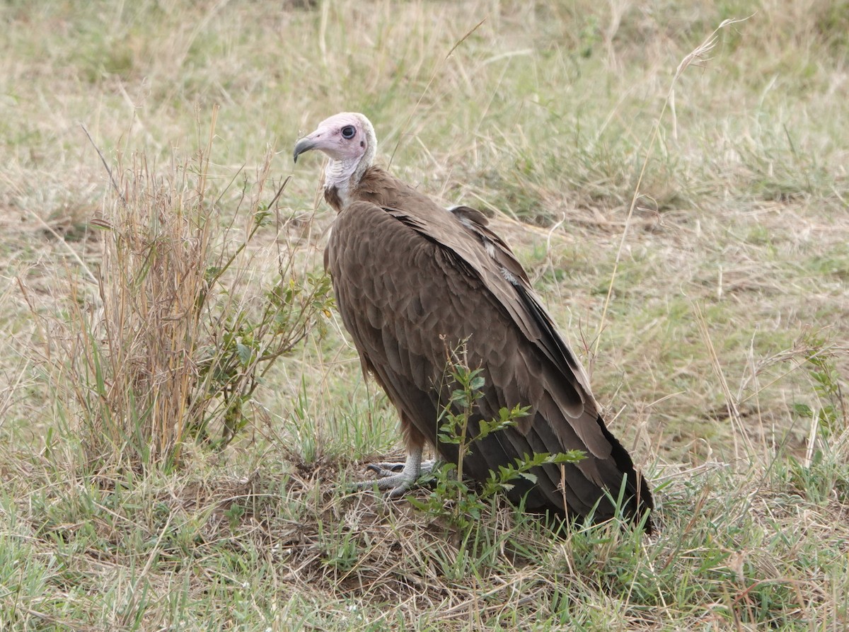 Hooded Vulture - ML614178724