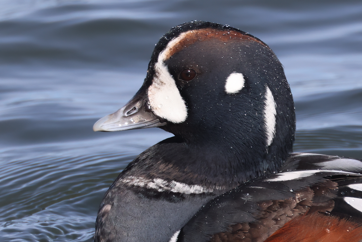 Harlequin Duck - ML614178726