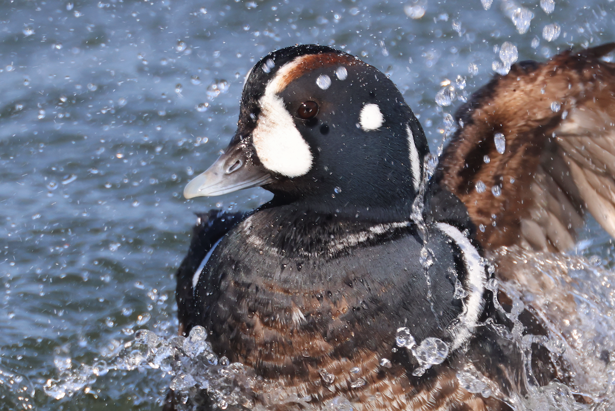 Harlequin Duck - ML614178730