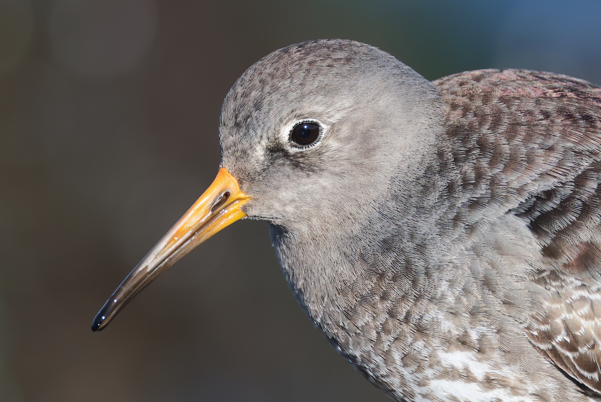 Purple Sandpiper - ML614178774