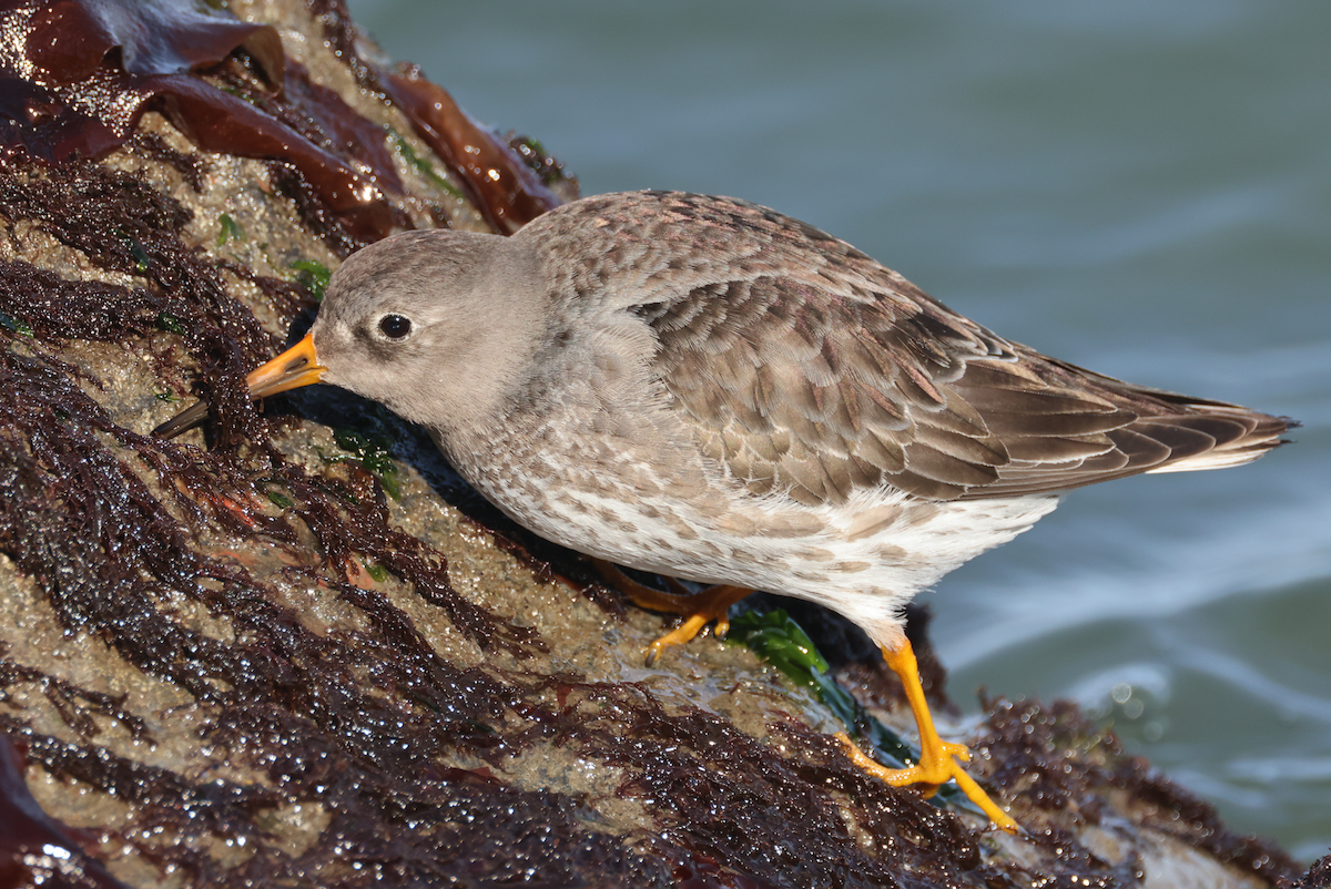 Purple Sandpiper - ML614178788