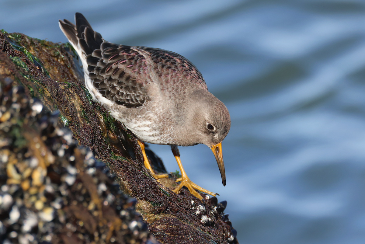 Purple Sandpiper - ML614178791