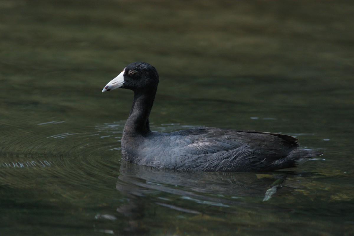 American Coot - ML614178831