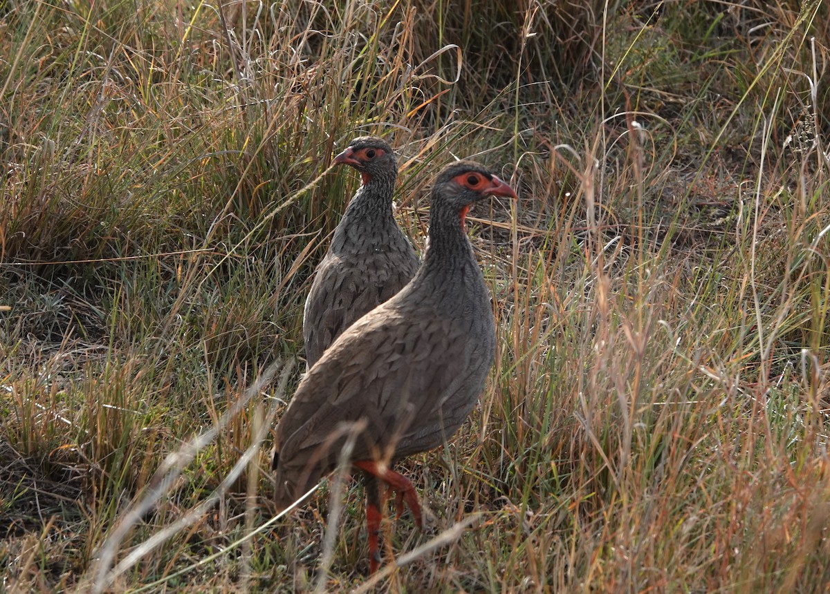 Red-necked Spurfowl - ML614178892