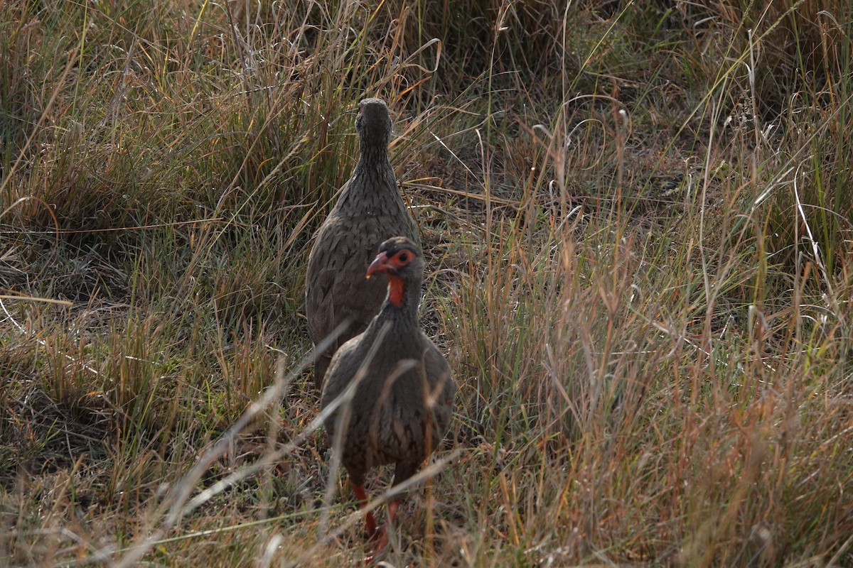 Red-necked Spurfowl - ML614178893