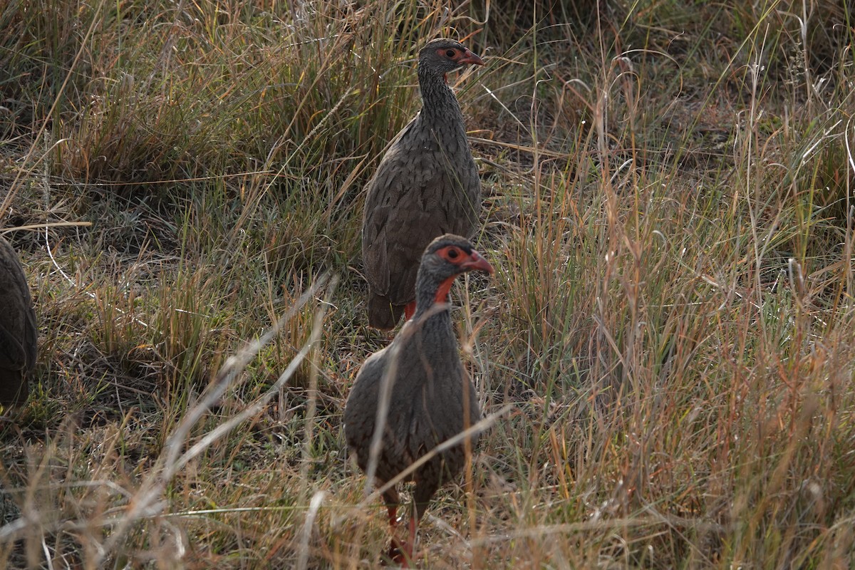 Red-necked Spurfowl - ML614178894