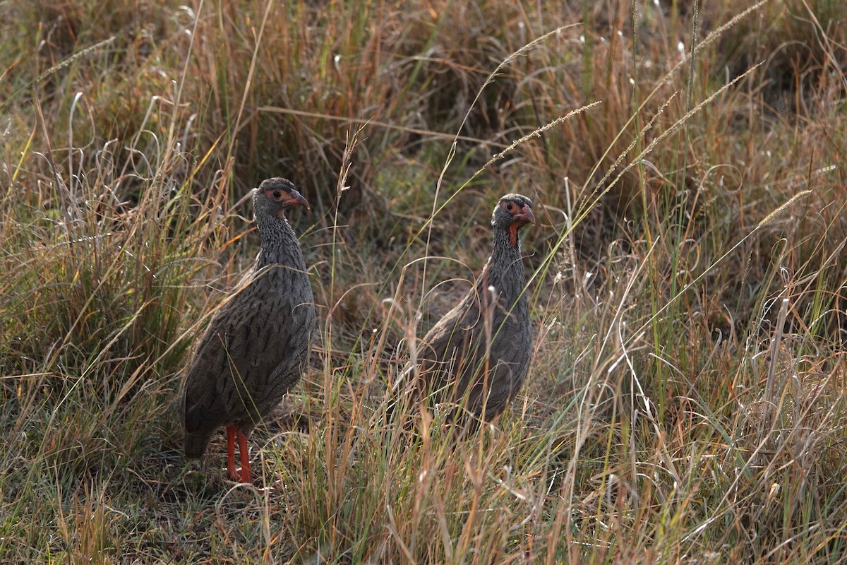 Red-necked Spurfowl - ML614178896
