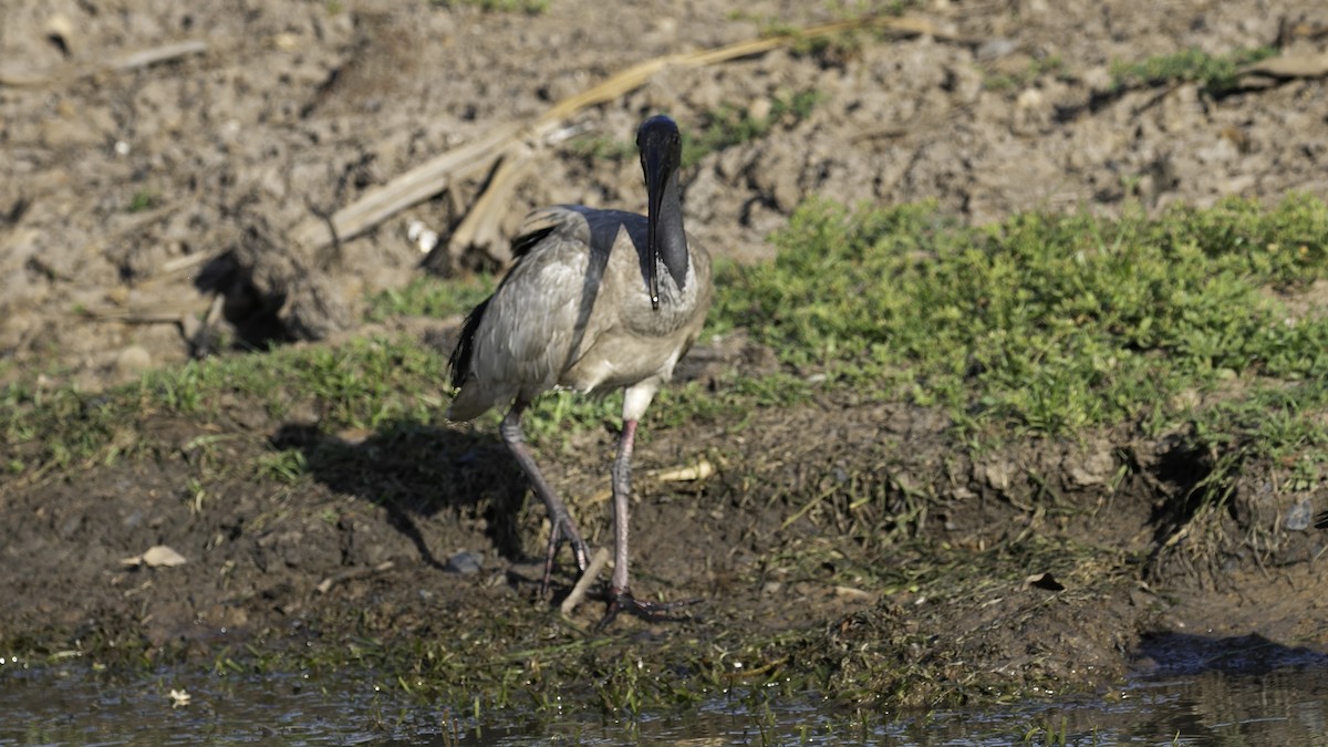 ibis australský - ML614178912