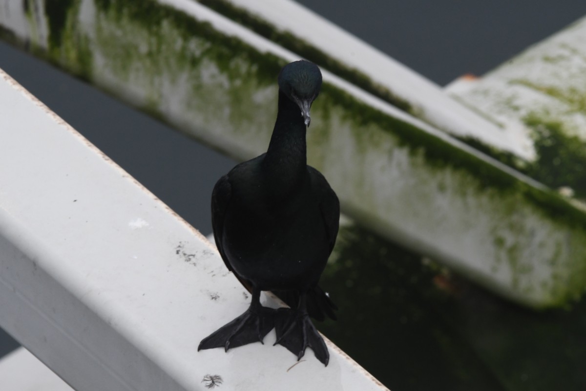 Cormorán Pelágico - ML614178917