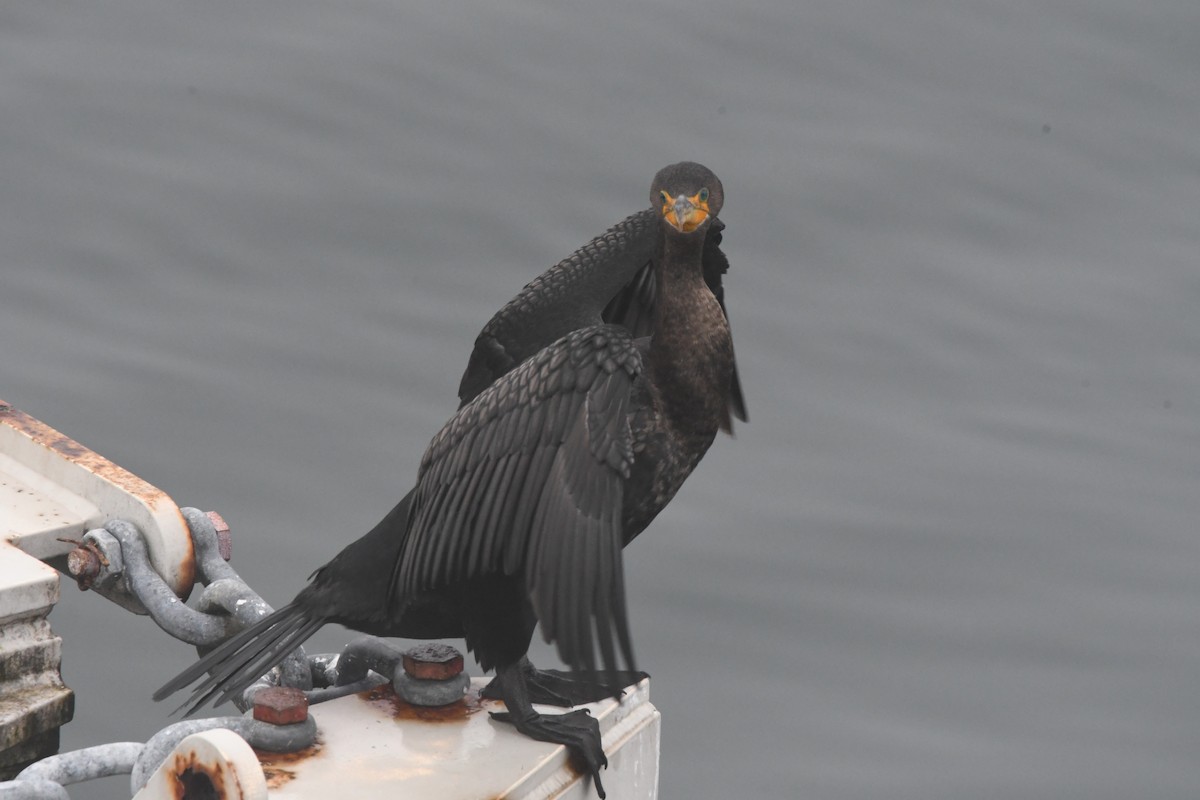 Double-crested Cormorant - Andrew Jacobs