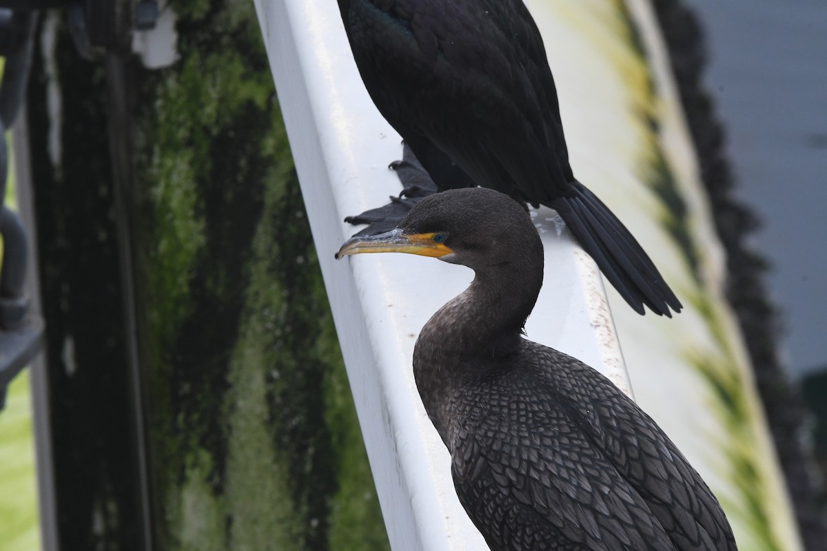 Double-crested Cormorant - Andrew Jacobs