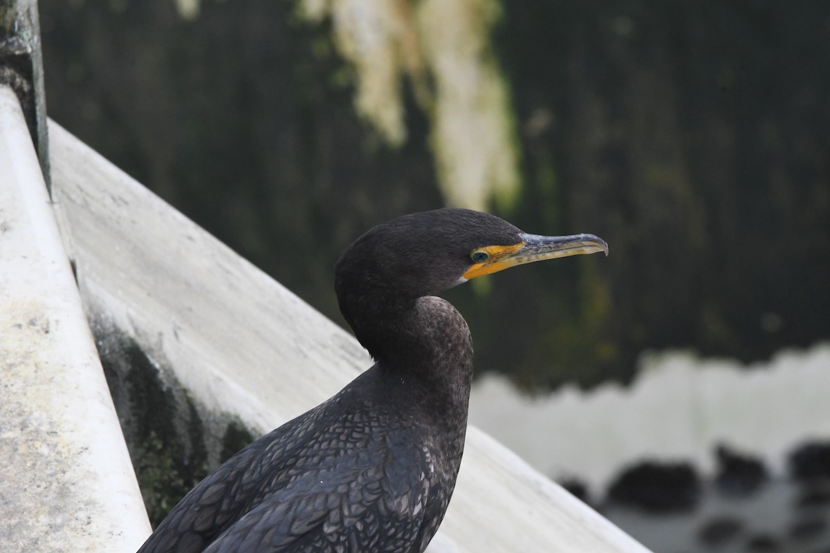 Cormorán Orejudo - ML614178922