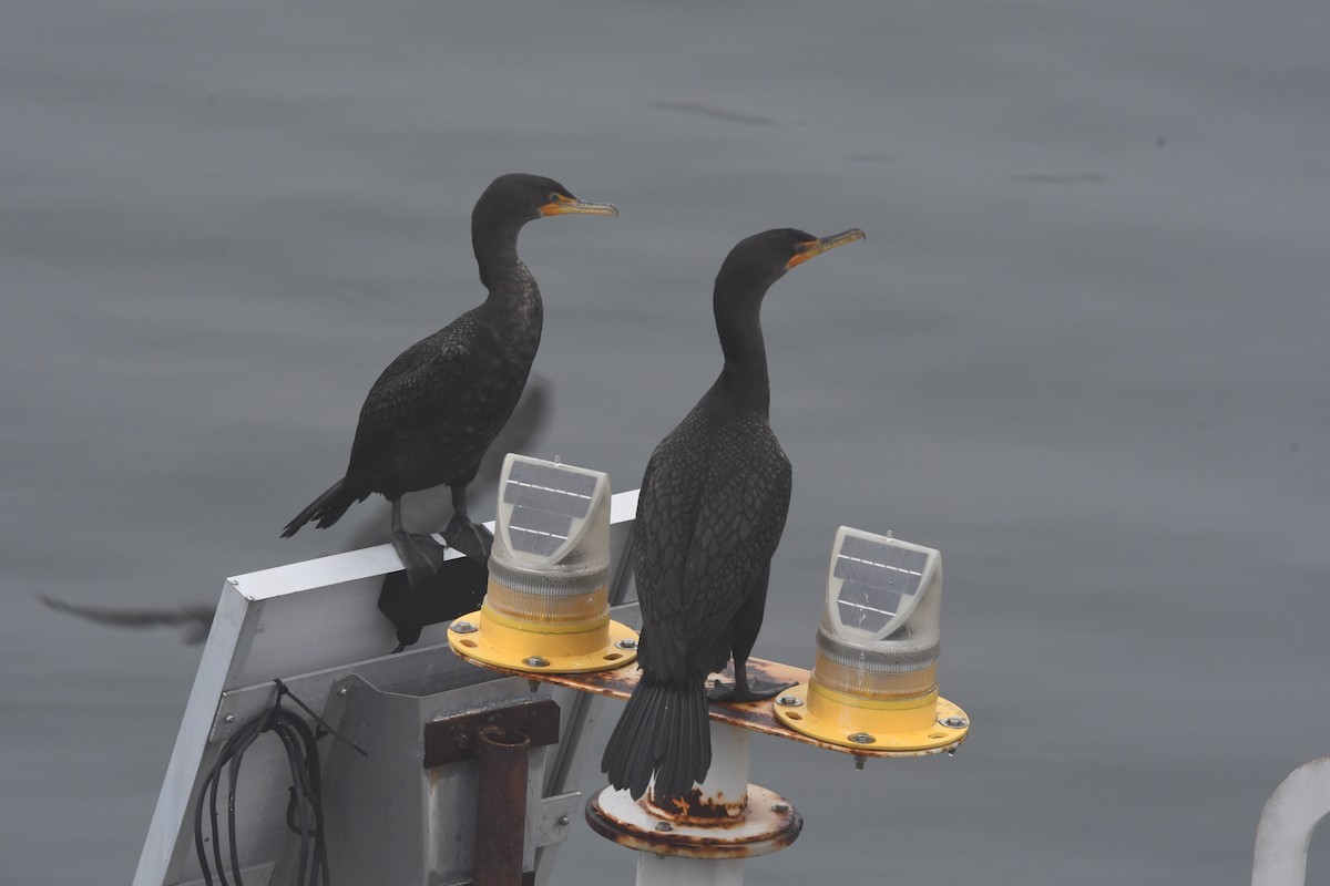 Double-crested Cormorant - ML614178923