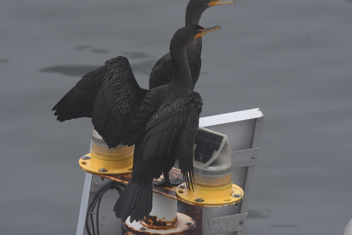Double-crested Cormorant - Andrew Jacobs