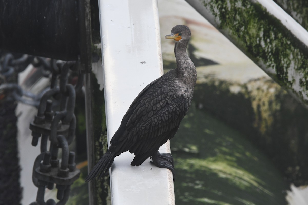 Double-crested Cormorant - ML614178925