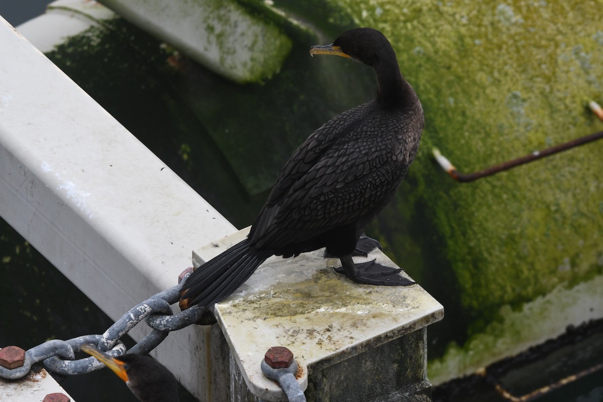 Cormorán Orejudo - ML614178926