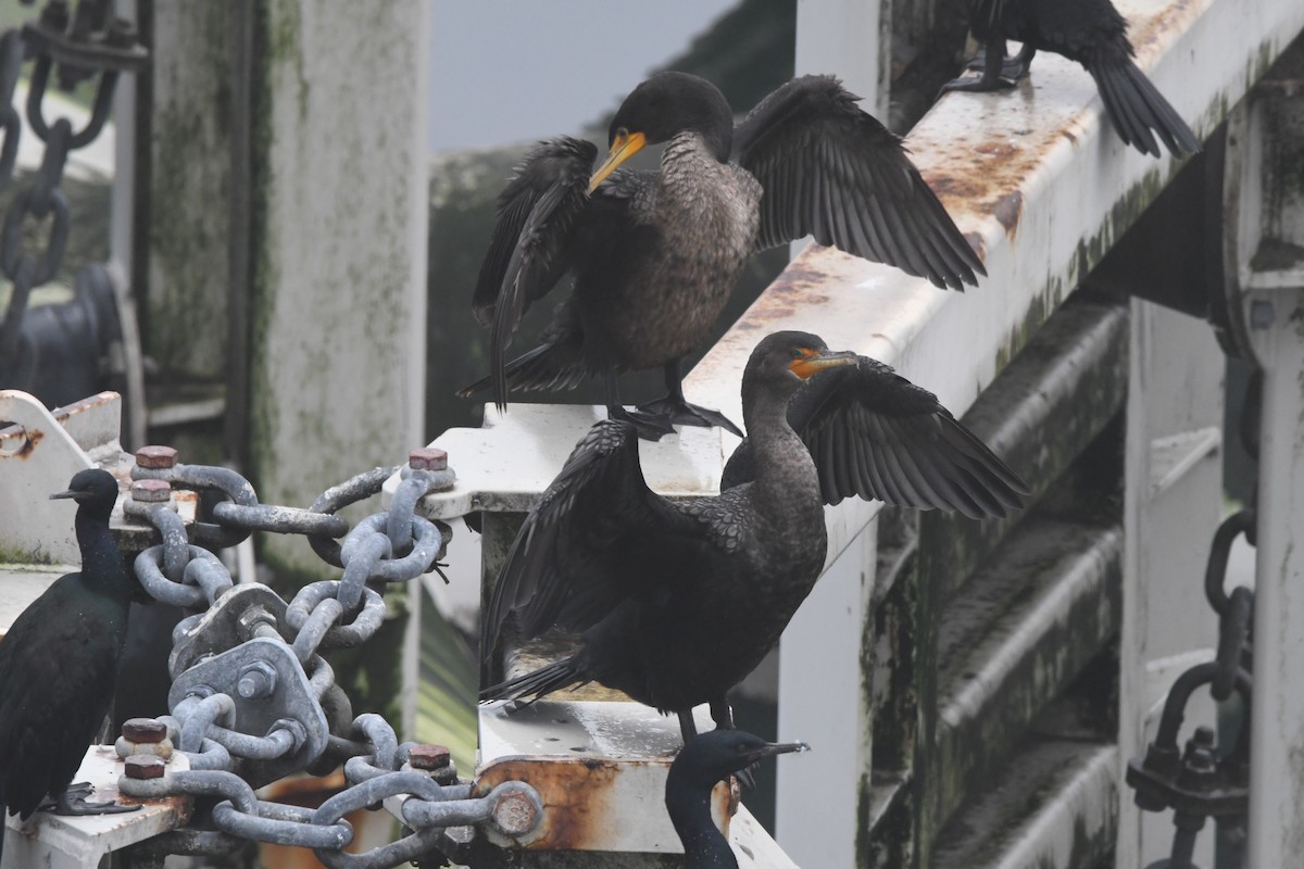 Double-crested Cormorant - ML614178933