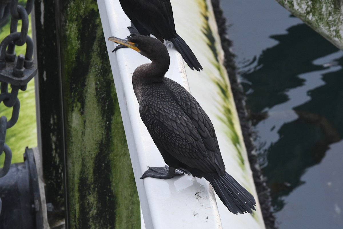 Double-crested Cormorant - ML614178935