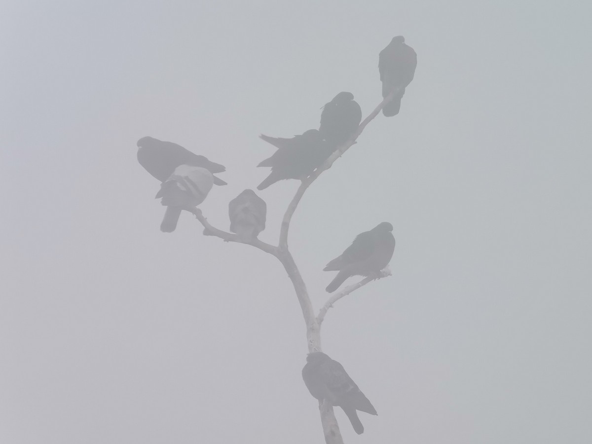 holub skalní (domácí) - ML614178971